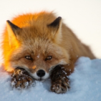 GarriFox