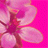 pinkflower.gif